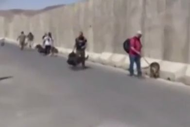 US военни евакуират кучетата си от Афганистан ВИДЕО 