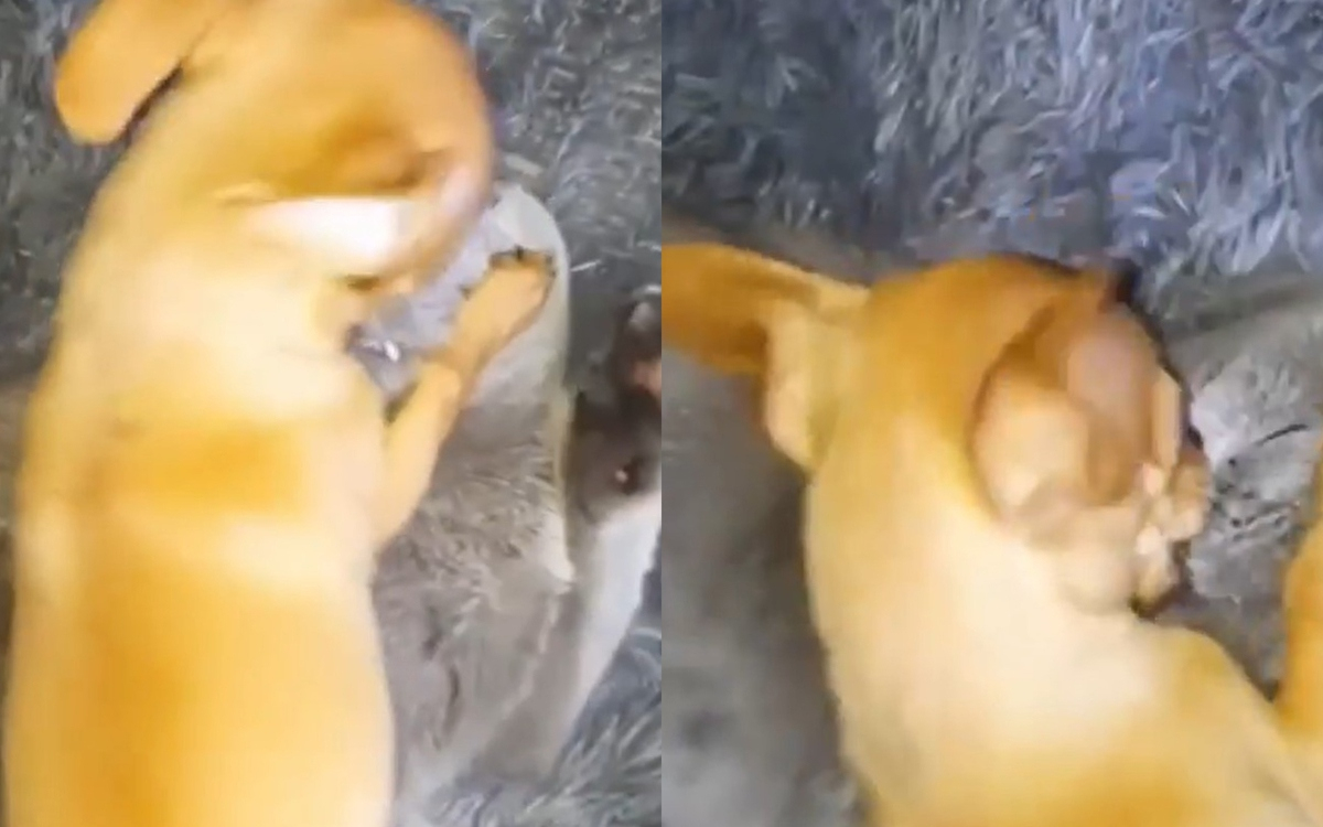 Истинска любов: Куче, което страстно целува коте, умили мрежата ВИДЕО