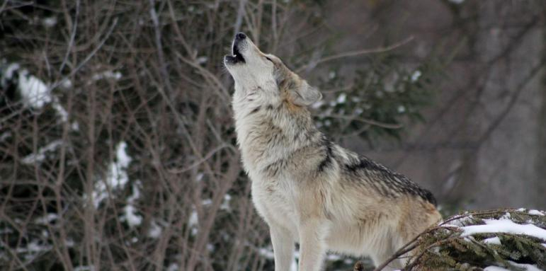 Имен ден: Черпят най-смелите като вълци имена