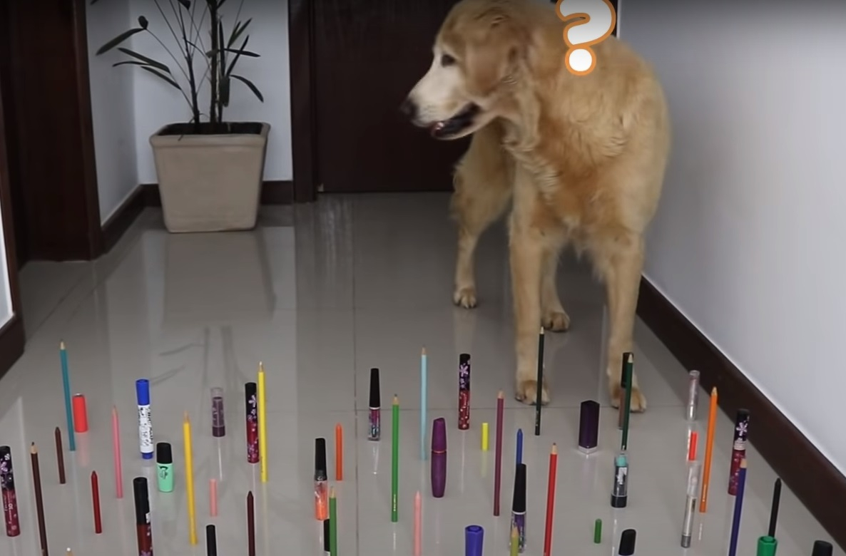 Забавен експеримент показа какви са реакциите на кучета и котка в една и съща ситуация ВИДЕО 