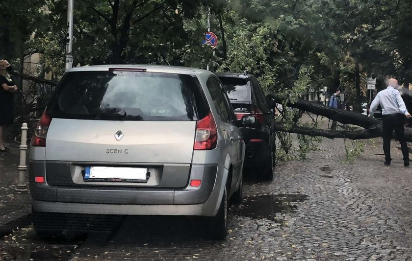 Дърво потроши кола в центъра на София СНИМКИ