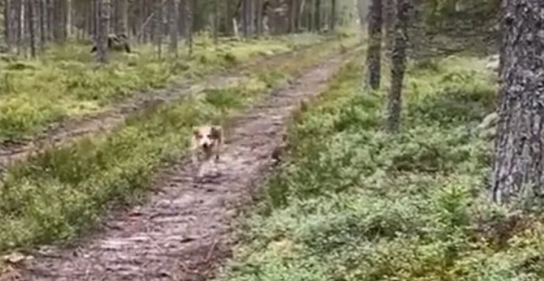 Заек избяга от ловджийско куче със страшен пиниз ВИДЕО