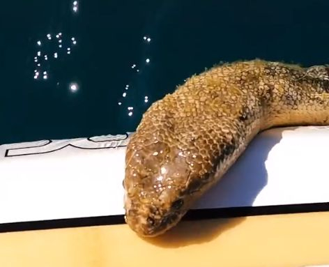 Сексуално незадоволена гигантска морска змия побърка мрежата ВИДЕО 18+
