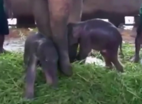 Уникални слончета близнаци бяха запечатани на ВИДЕО