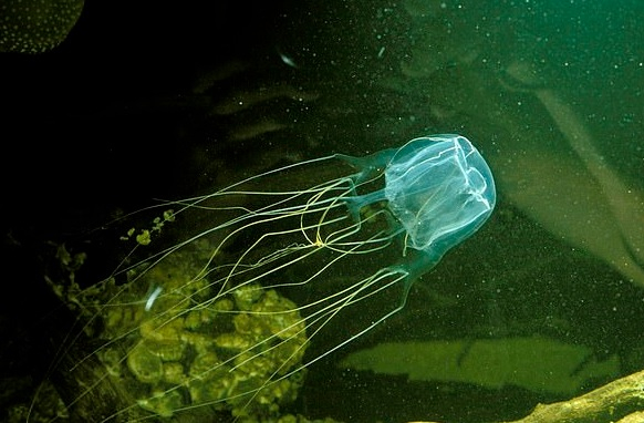 Мъж хвана с голи ръце най-опасната медуза в света ВИДЕО