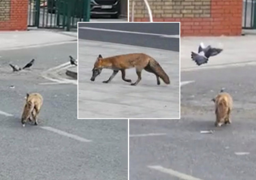 Зрелище: Лисица ловува гълъби на лондонска улица ВИДЕО