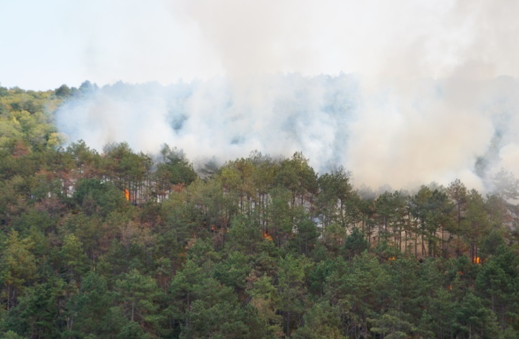 Деца запалиха огромен пожар край Варна СНИМКИ