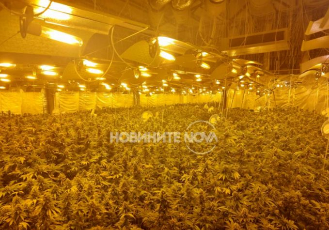 Първи СНИМКИ на марихуана за 1 млн. лева, спипана в София
