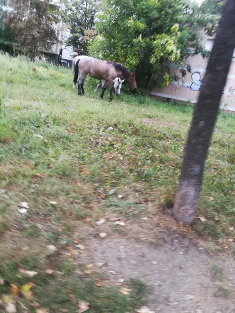 Пълен шок! Коне и крави превзеха столичен квартал, а прасета налазиха... СНИМКИ