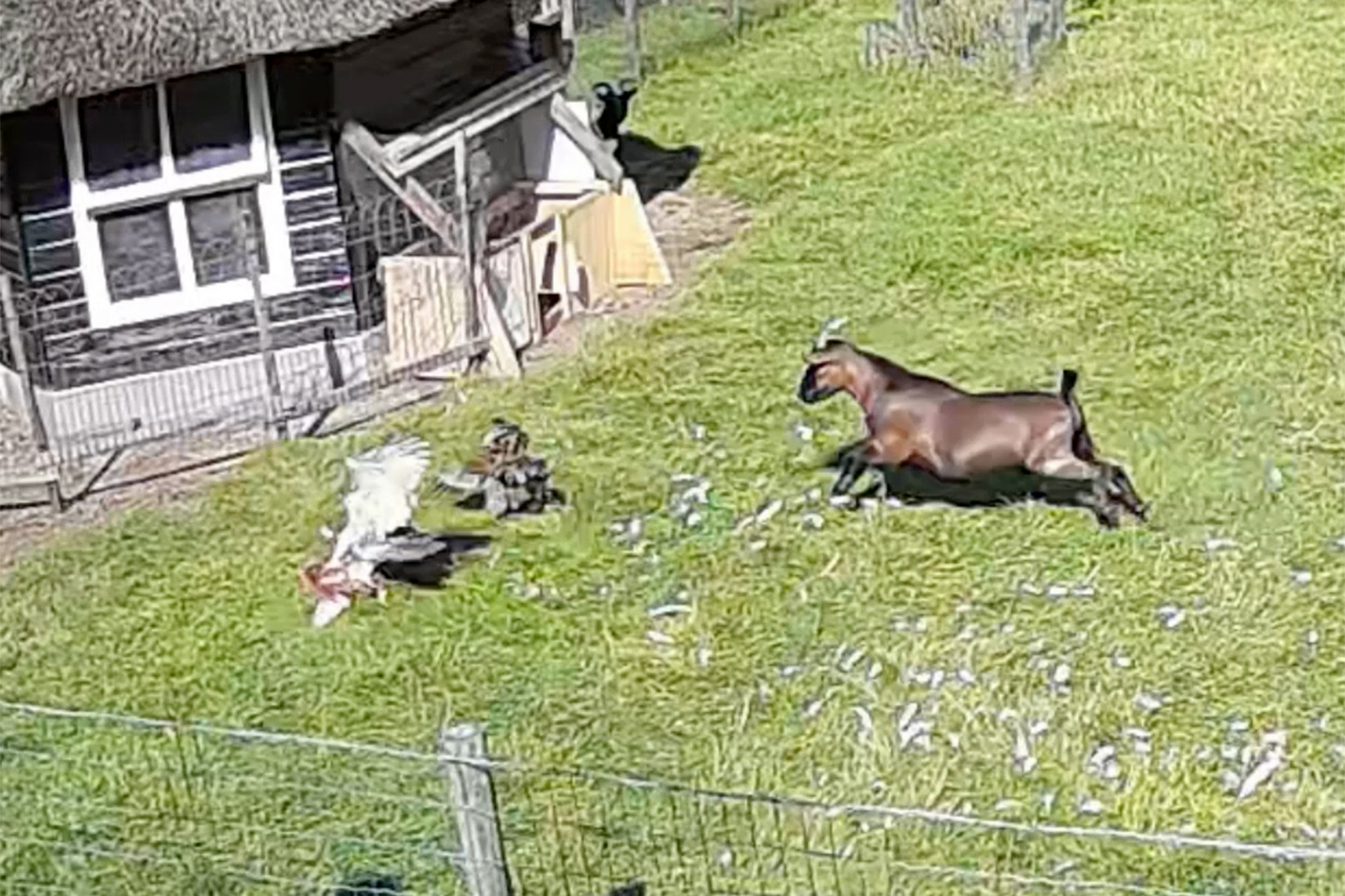 Уникална битка: ВИДЕО запечата как козел и петел спасиха кокошка от ястреб
