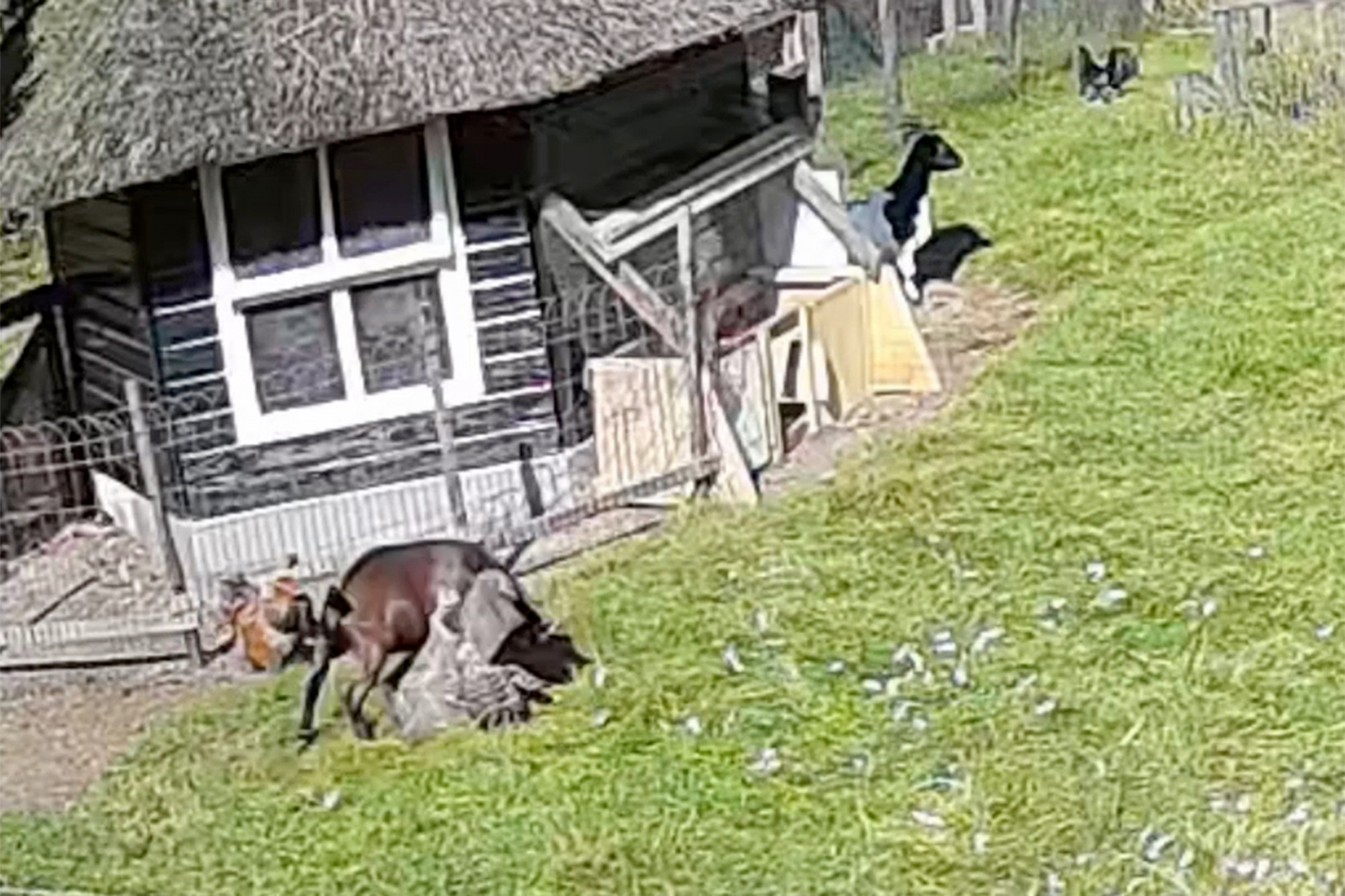 Уникална битка: ВИДЕО запечата как козел и петел спасиха кокошка от ястреб