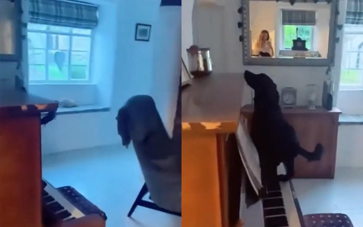 Куче неочаквано започна да свири на пиано и порази собственичката си ВИДЕО