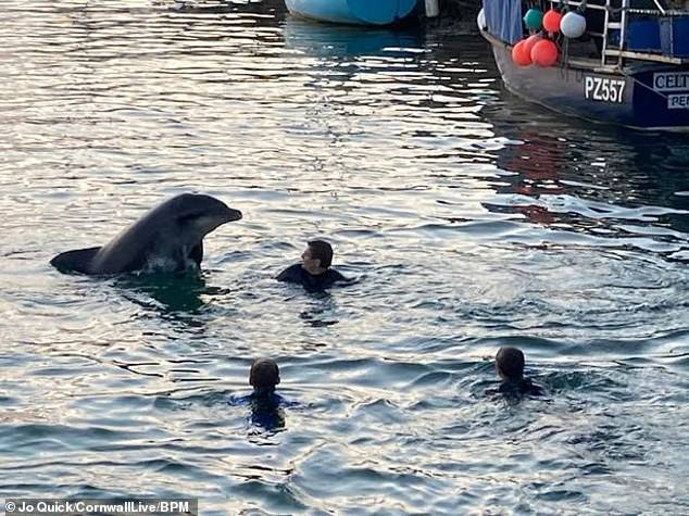 Дружелюбен делфин умря заради любовта си към хората ВИДЕО