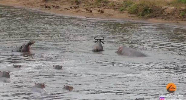 Зрелищно ВИДЕО: Хипопотами спасиха антилопа гну, захапана от два крокодила 