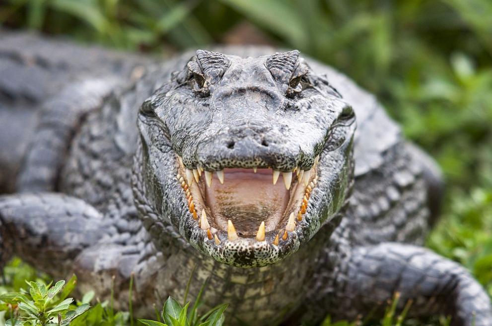 Крокодил направи нещо нечувано и невиждано ВИДЕО