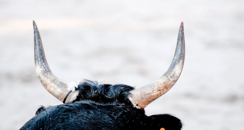 Трагедия! Побеснял бик уби пастир в Кюстендилско