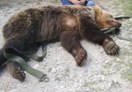 Намериха трупа на мечка, тормозила родопските села край Арда
