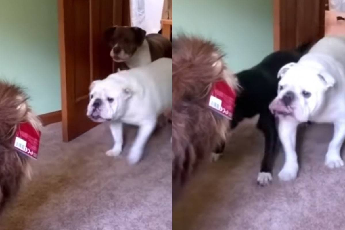 Забавната реакция на три кучета към играчка разсмя мрежата ВИДЕО