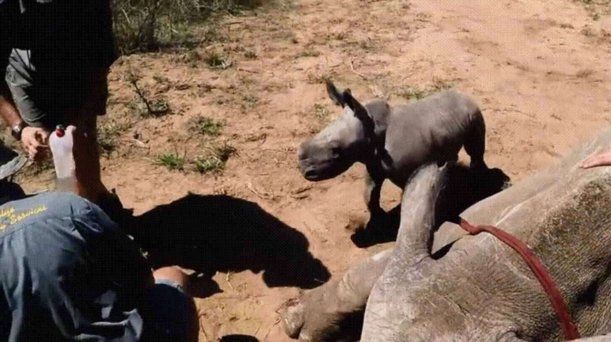 Смелостта на малък носорог разтопи сърцата на всички в мрежата ВИДЕО