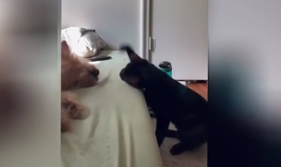 Епичното нападение на котарак върху спящо куче разсмя интернет ВИДЕО