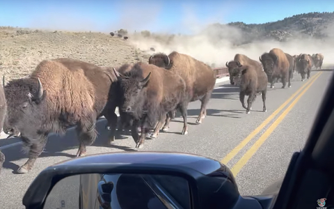ВИДЕО за хора със здрави нерви: Автомобил срещу стадо бизони