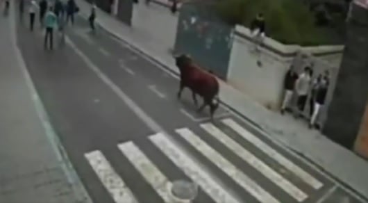 Опасно забавление: Мъж загина на надбягване с бикове в Испания ВИДЕО 18+