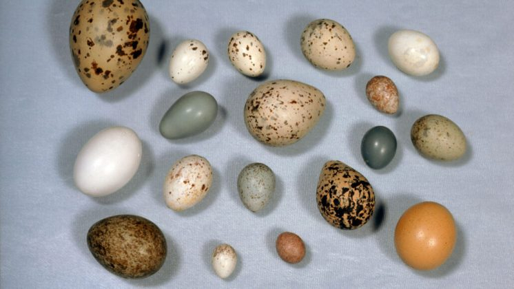 Учени разгадаха мистерия свързана с птичите яйца