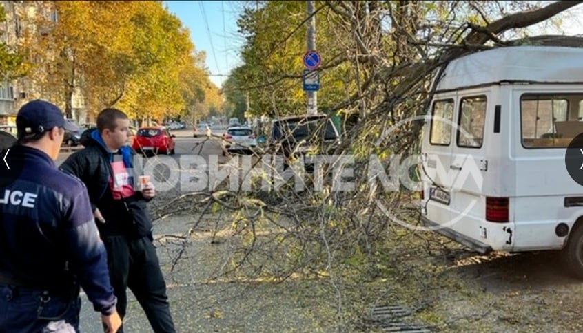 Дърво падна върху пет коли в Бургас СНИМКИ