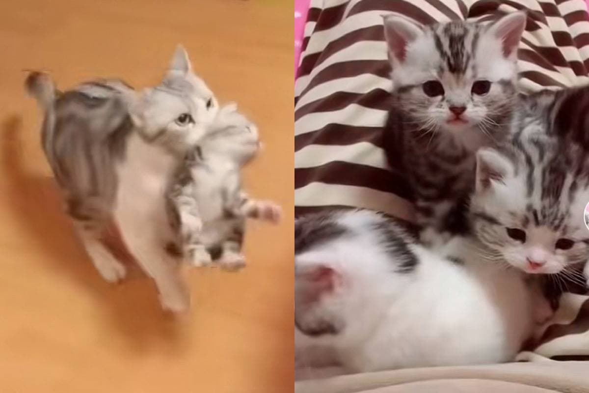 Котка донесе своите котенца на собственичката си и развесели интернет ВИДЕО