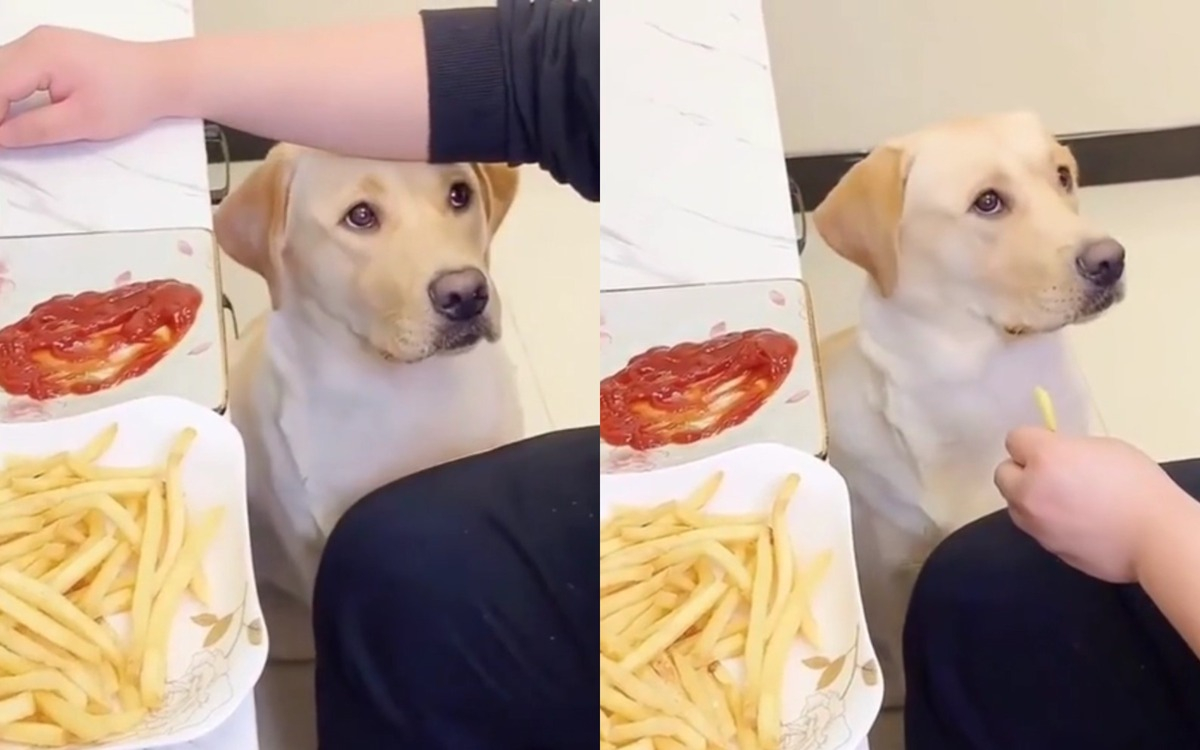 Куче, искащо пържени картофки, изуми мрежата ВИДЕО