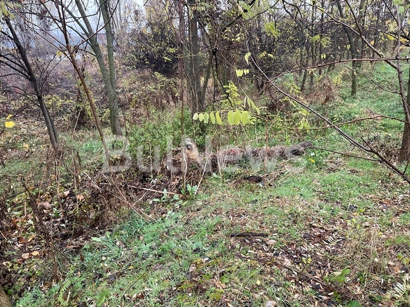 Ужасяваща гледка! Откриха обезглавен труп до стадиона във Враца СНИМКИ