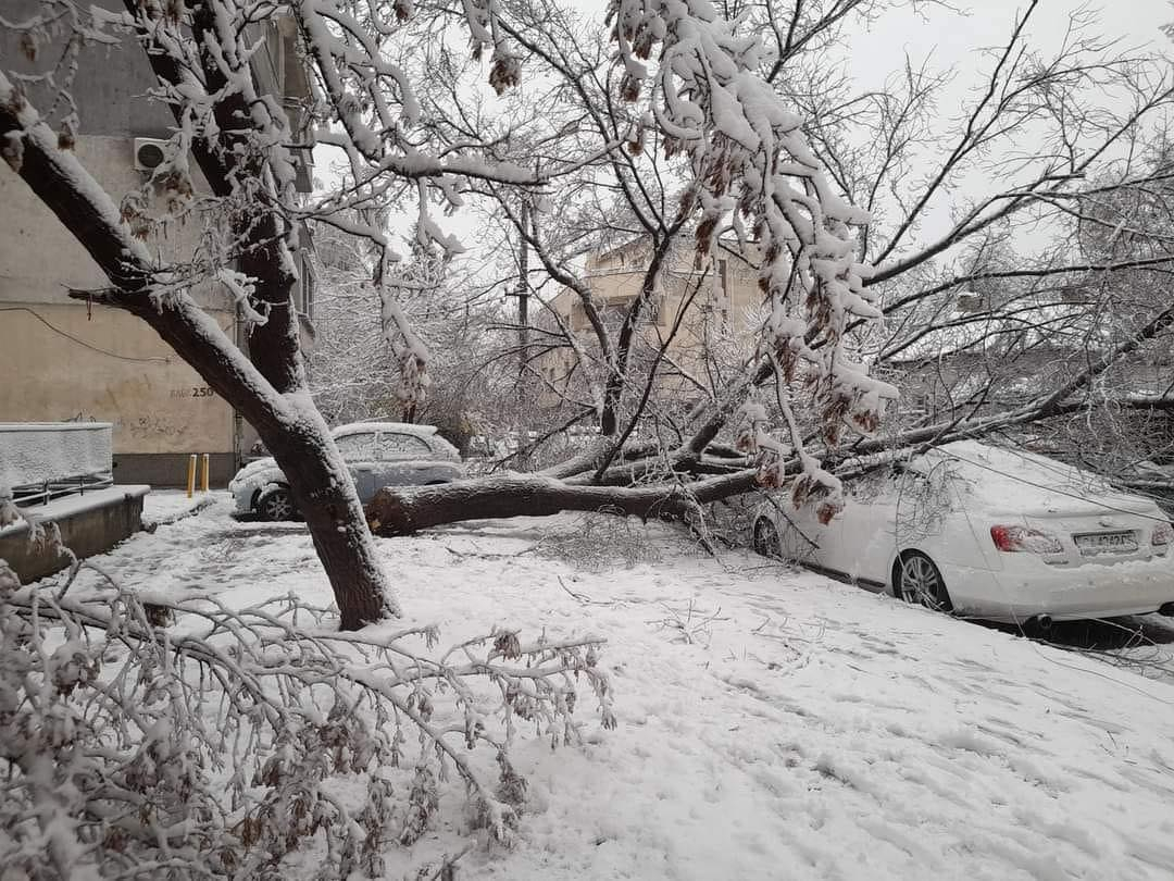 Снежна блокада в България: Катастрофи, паднали дървета и... СНИМКИ
