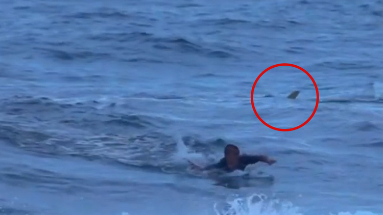 Сърфист се сблъска с акула и... ВИДЕО
