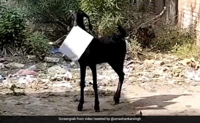 Черна коза открадна важни правителствени документи и... ВИДЕО