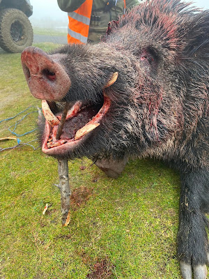 В Родопите повалиха чудовището на годината, тежи 350 килограма и... СНИМКИ