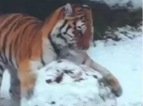 Играещ в снега тигър няма да остави никого равнодушен ВИДЕО