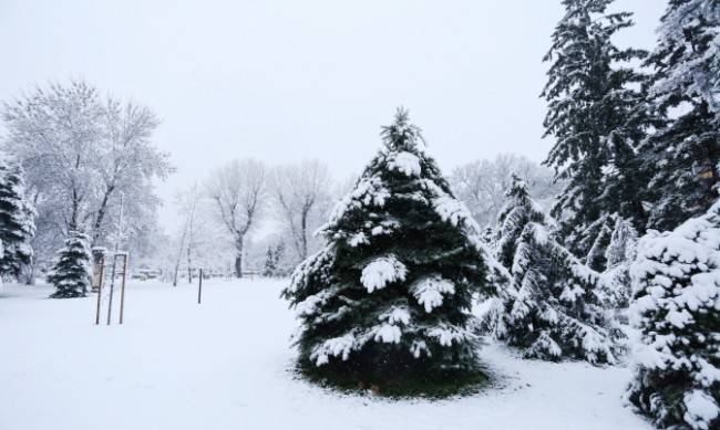 Затрупа ни: До 50 см снежна покривка в Родопите
