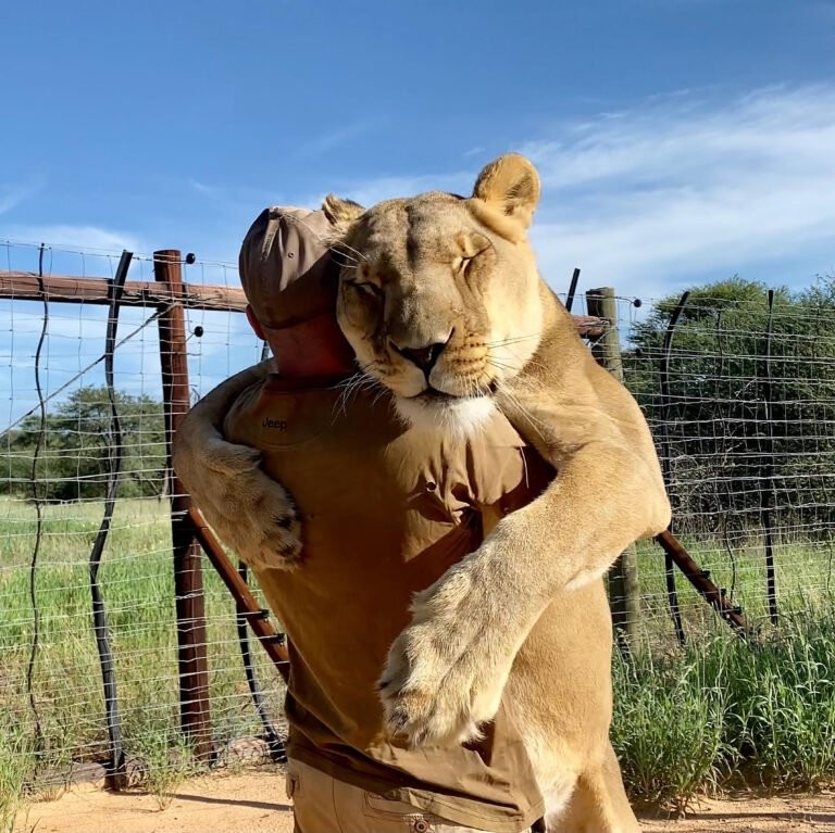Трогателно: 9-годишна лъвица обожава своя спасител СНИМКИ