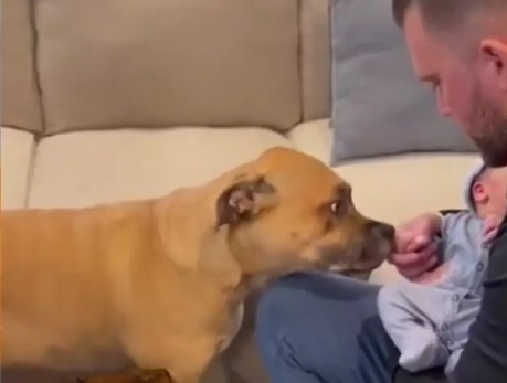 Първата среща между куче и новородено бебе ще разтопи сърцето на всеки ВИДЕО