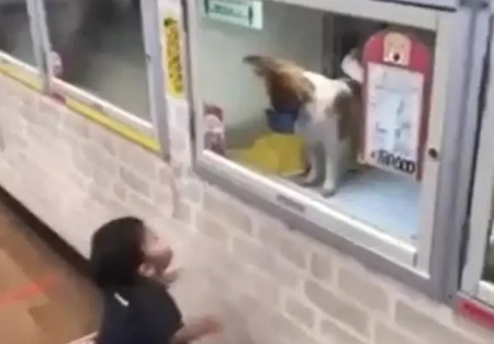 Среща между дете и кученце в зоомагазин умили интернет ВИДЕО