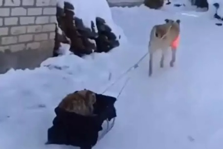 Кавалер: Грижовно куче разхожда котка на шейна ВИДЕО