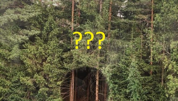 Мистерия: Идеално кръгла дупка зее насред гората СНИМКА