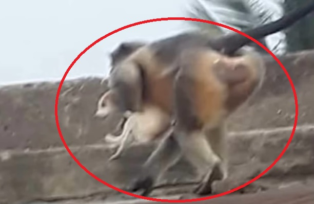 Отмъстителните маймуни убийци изхвърлиха стотици кучета от покривите на сгради, подгониха и хората ВИДЕО