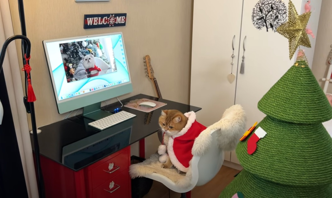 Две сладки котенца си честитиха Коледа, мрежата е в захлас ВИДЕО