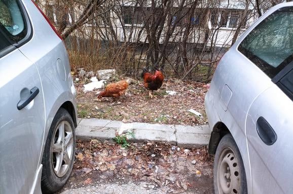 Столицата заприлича на село и тези СНИМКИ го доказват