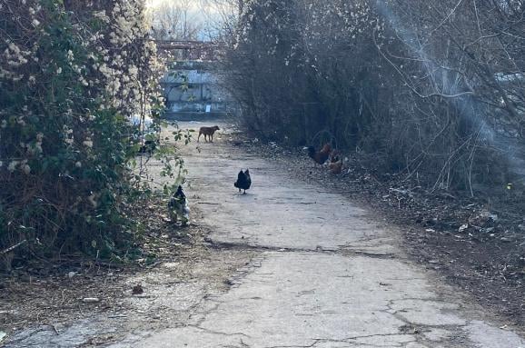 Столицата заприлича на село и тези СНИМКИ го доказват