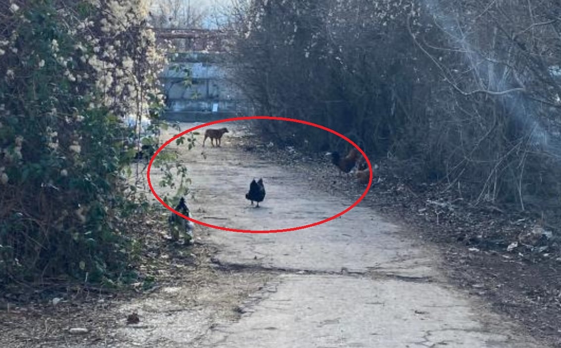 Столицата заприлича на село и тези СНИМКИ го доказват