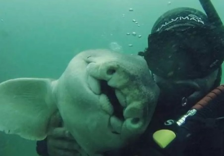 Уникални СНИМКИ: Водолаз се сприятели с акула, тя го прегръща всеки път