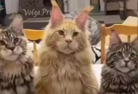 Мрежата въздиша от умиление заради тези котки, вижте защо ВИДЕО