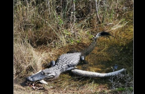 Кърваво зрелище: Алигатор изяде огромен питон пред очите на посетителите на парк СНИМКИ